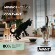 avant gato