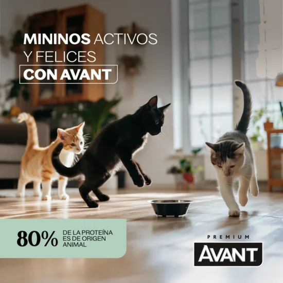avant gato