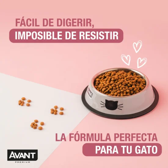 gatito