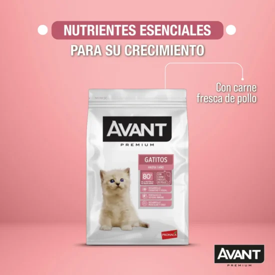 gatitos