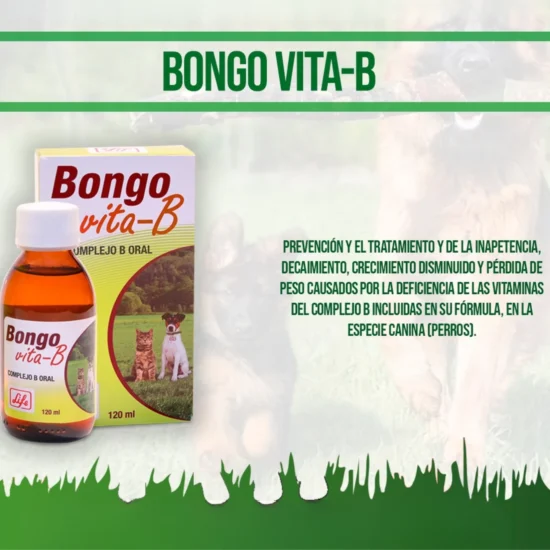 bongo-vita-b-quito