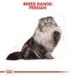 royal-canin-gatos-persian-quito-agropets-gato