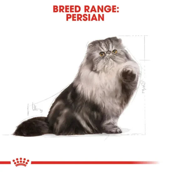 royal-canin-gatos-persian-quito-agropets-gato