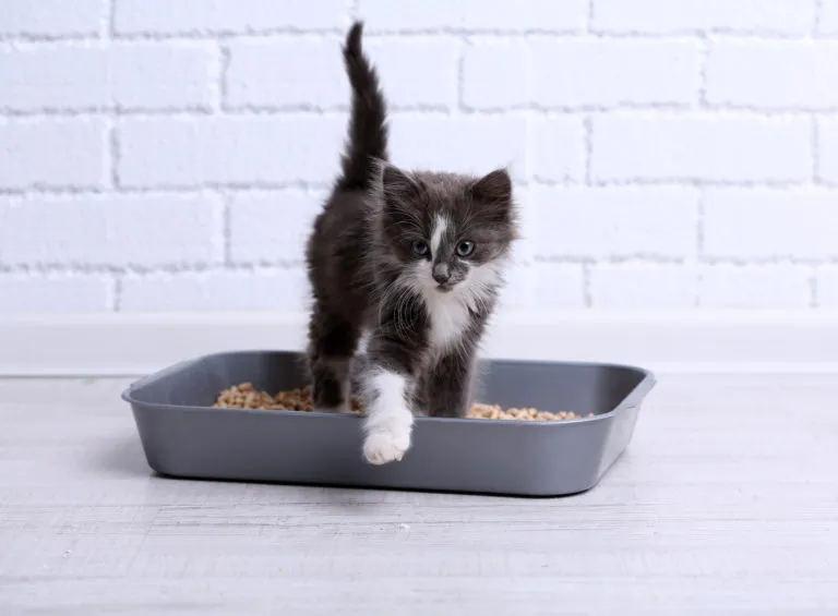 Cómo elegir el arenero perfecto para tu gato: guía completa