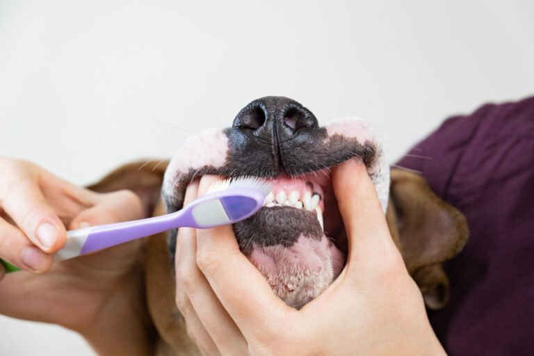 ¿Cómo cuidar los dientes de tu perro y prevenir el mal aliento?