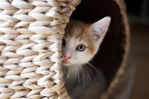 ¿Qué necesita un gato para ser feliz en casa? Guía completa