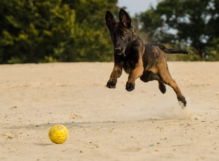 ¿Cuánto ejercicio necesita un perro según su raza y edad?