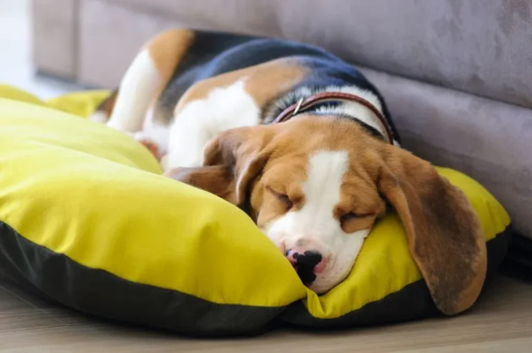 Guía básica para recibir un cachorro en casa: todo lo que necesitas