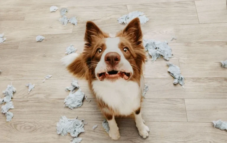 10 señales de que tu perro está estresado y cómo ayudarlo