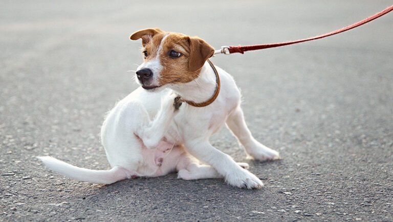 ¿Cómo saber si mi perro tiene pulgas? 10 señales que debes conocer