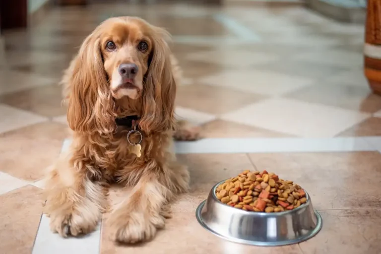 ¿Qué debe comer un perro según su edad, tamaño y nivel de actividad?